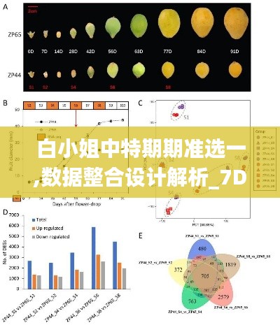 白小姐中特期期准选一,数据整合设计解析_7DM13.678-5