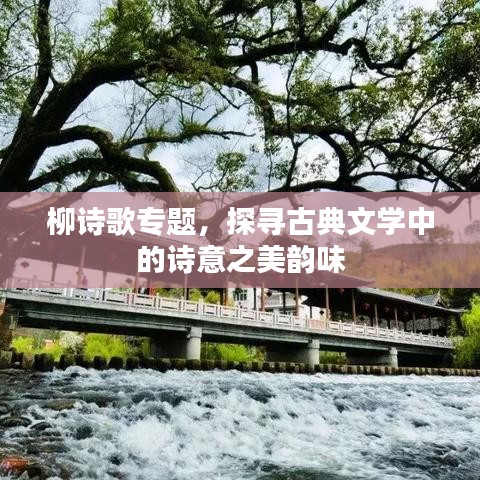 柳诗歌专题，探寻古典文学中的诗意之美韵味