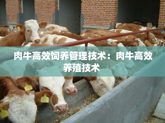 肉牛高效饲养管理技术：肉牛高效养殖技术 