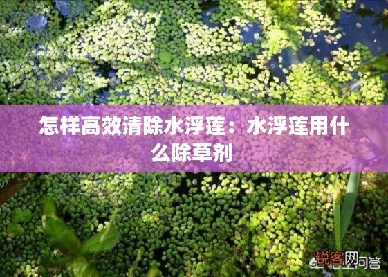 怎样高效清除水浮莲：水浮莲用什么除草剂 