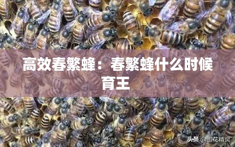 高效春繁蜂：春繁蜂什么时候育王 