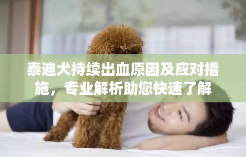 泰迪犬持续出血原因及应对措施，专业解析助您快速了解