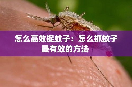 怎么高效捉蚊子：怎么抓蚊子最有效的方法 