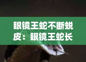 眼镜王蛇不断蜕皮：眼镜王蛇长 