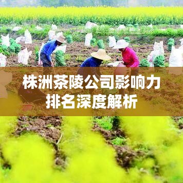 株洲茶陵公司影响力排名深度解析