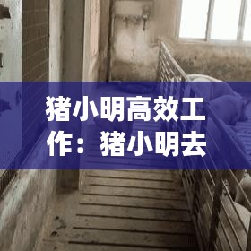 猪小明高效工作：猪小明去哪了 