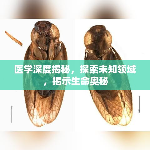 医学深度揭秘，探索未知领域，揭示生命奥秘