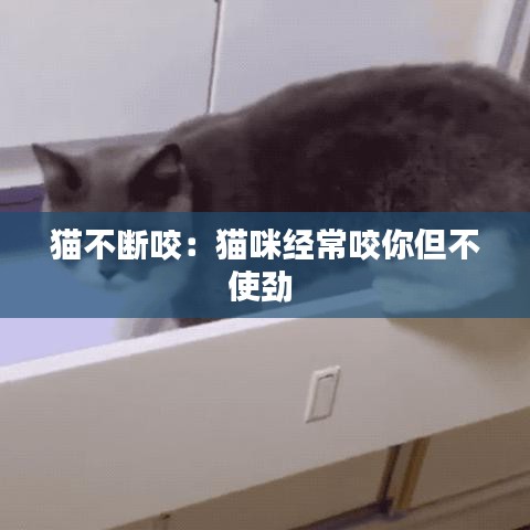 猫不断咬：猫咪经常咬你但不使劲 