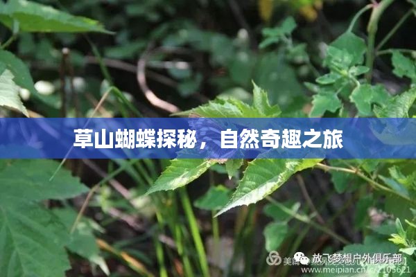 草山蝴蝶探秘，自然奇趣之旅