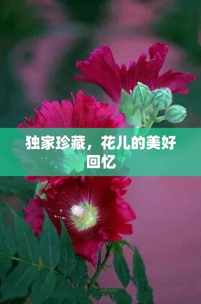 独家珍藏，花儿的美好回忆