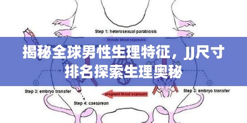 揭秘全球男性生理特征，JJ尺寸排名探索生理奥秘