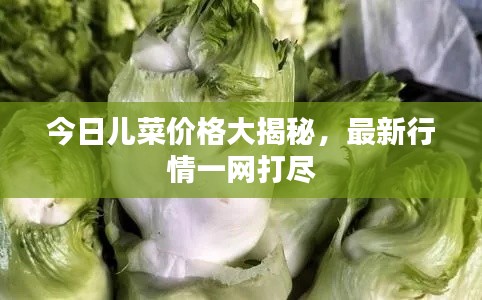 今日儿菜价格大揭秘，最新行情一网打尽