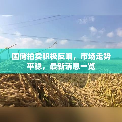 国储拍卖积极反响，市场走势平稳，最新消息一览