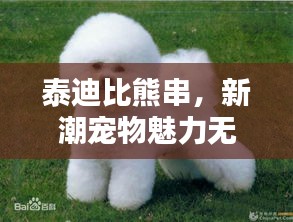 泰迪比熊串，新潮宠物魅力无限，独特魅力引关注不断尾新宠风潮