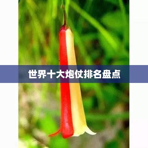 世界十大炮仗排名盘点