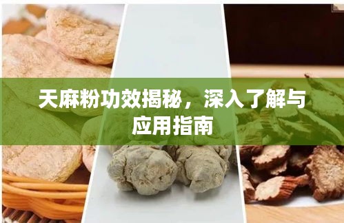 天麻粉功效揭秘，深入了解与应用指南