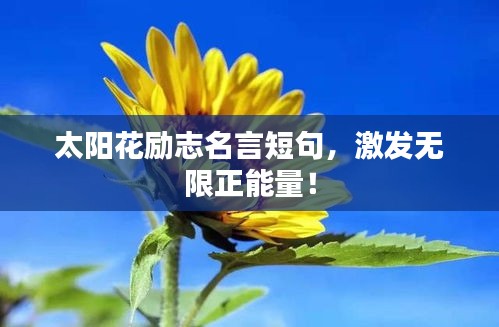 太阳花励志名言短句，激发无限正能量！