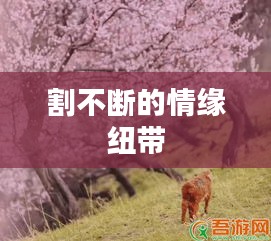 割不断的情缘纽带