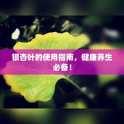 银杏叶的使用指南，健康养生必备！