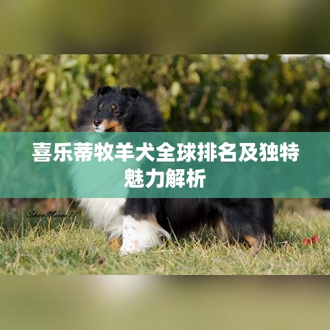 喜乐蒂牧羊犬全球排名及独特魅力解析