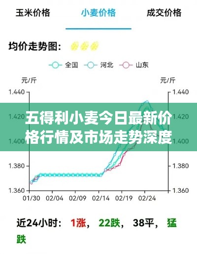 五得利小麦今日最新价格行情及市场走势深度解析