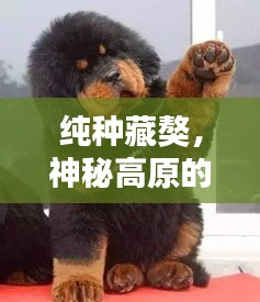 纯种藏獒，神秘高原的守护神，百度带你探寻其魅力！