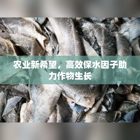 农业新希望，高效保水因子助力作物生长