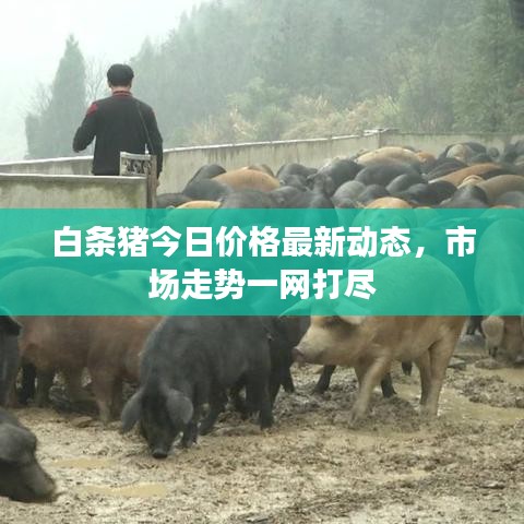白条猪今日价格最新动态，市场走势一网打尽
