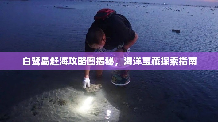 白鹭岛赶海攻略图揭秘，海洋宝藏探索指南