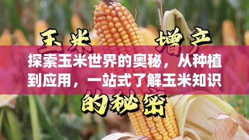 探索玉米世界的奥秘，从种植到应用，一站式了解玉米知识