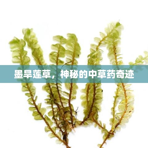 墨旱莲草，神秘的中草药奇迹