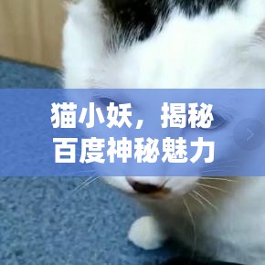 猫小妖，揭秘百度神秘魅力，不可不知的吸引力！