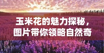 玉米花的魅力探秘，图片带你领略自然奇景