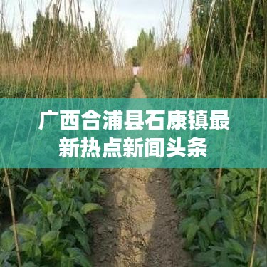 广西合浦县石康镇最新热点新闻头条