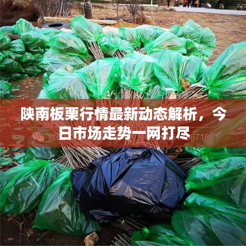 陕南板栗行情最新动态解析，今日市场走势一网打尽