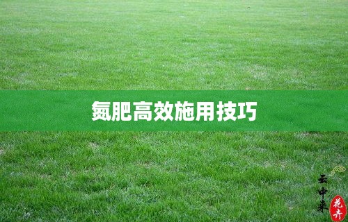 氮肥高效施用技巧