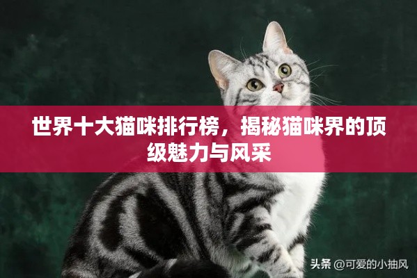 世界十大猫咪排行榜，揭秘猫咪界的顶级魅力与风采
