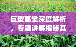 巨型高梁深度解析，专题讲解揭秘其奥秘