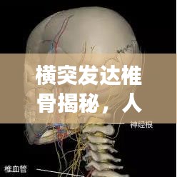 横突发达椎骨揭秘，人体结构与功能的深度解析