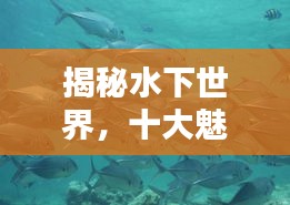 揭秘水下世界，十大魅力鱼类排行榜！
