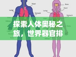 探索人体奥秘之旅，世界器官排名揭秘