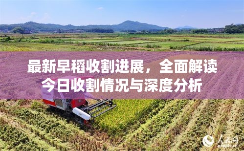 最新早稻收割进展，全面解读今日收割情况与深度分析