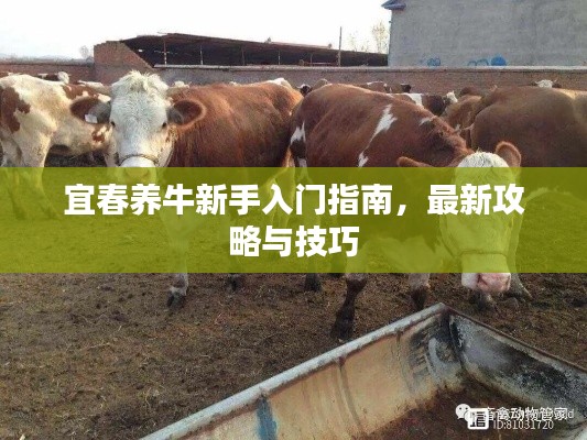 宜春养牛新手入门指南，最新攻略与技巧