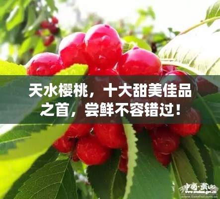 天水樱桃，十大甜美佳品之首，尝鲜不容错过！