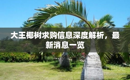 大王椰树求购信息深度解析，最新消息一览