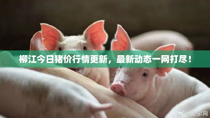 柳江今日猪价行情更新，最新动态一网打尽！