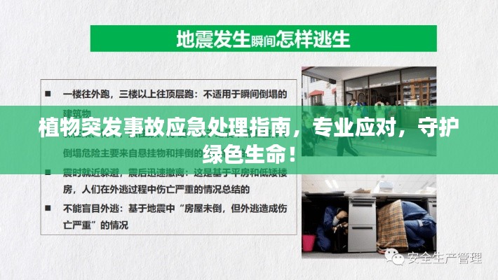 植物突发事故应急处理指南，专业应对，守护绿色生命！