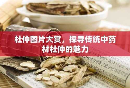 杜仲图片大赏，探寻传统中药材杜仲的魅力