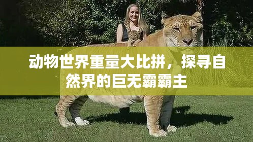 动物世界重量大比拼，探寻自然界的巨无霸霸主