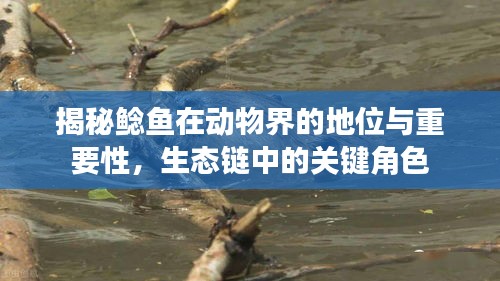 揭秘鲶鱼在动物界的地位与重要性，生态链中的关键角色